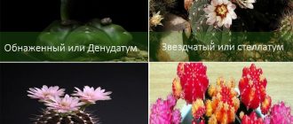 Видове гимнокалициум