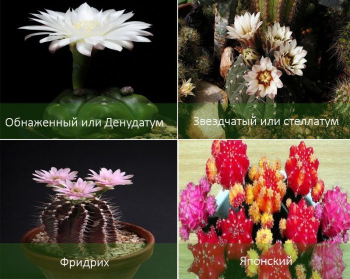 Видове гимнокалициум