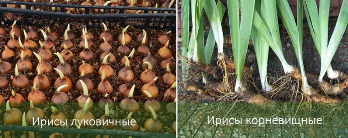 Видове ириси