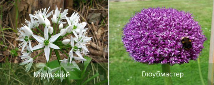 Видове, използвани в ландшафтни паркове