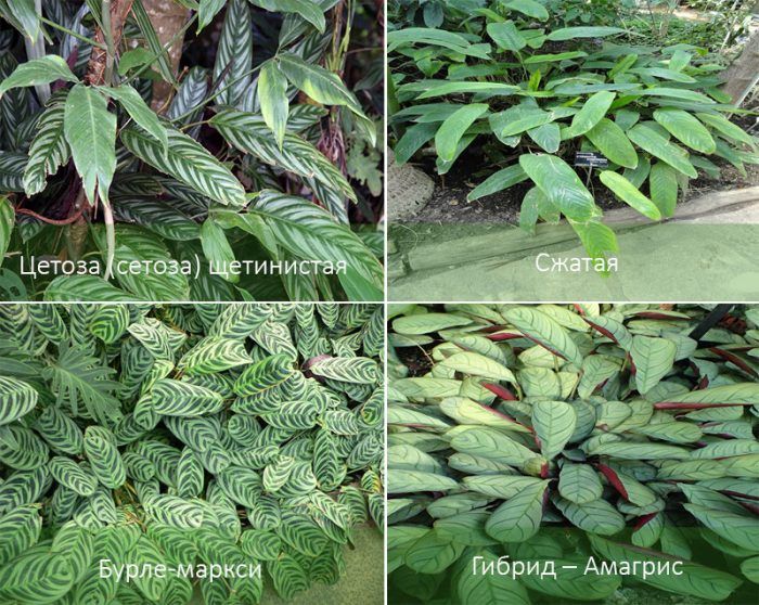 Видове Ктенанта