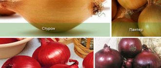 Сортове лук, устойчиви на замръзване