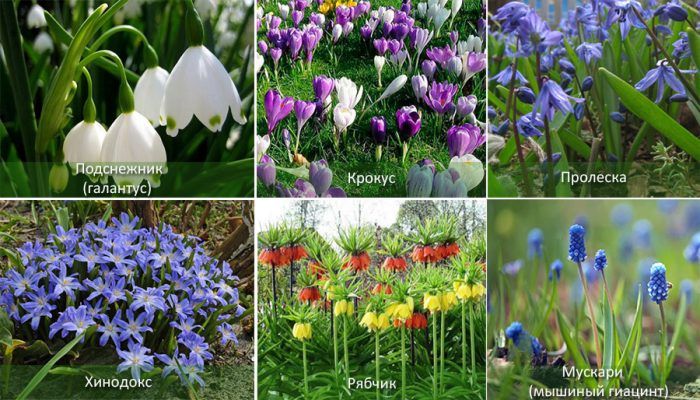 Видове луковични растения