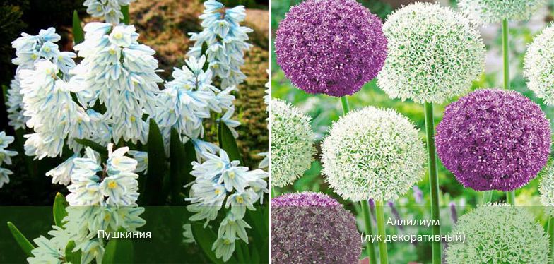 Διακοσμητικά κρεμμύδια και πουσκίνια