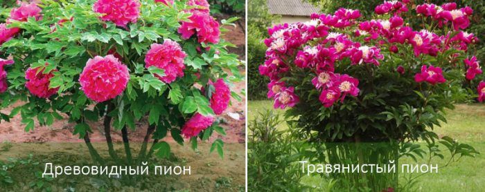 Местоположение на божурите