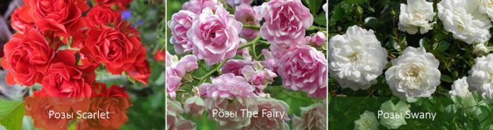 Τριαντάφυλλα Σκάρλετ· Η Νεράιδα· Σουάνυ.