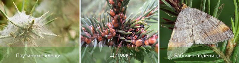 Основни вредители по бучиниша Паякообразни акари, въшки, есенни насекоми