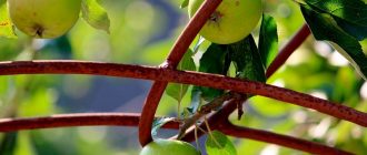 Снимка на ябълково дърво, отгледано от семе