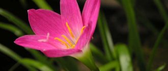 Снимка на зефирантес