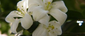 Вътрешен жасмин