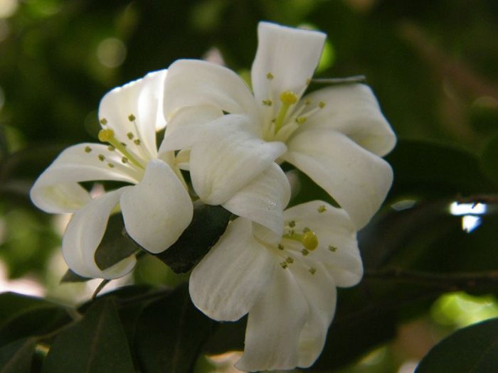 Вътрешен жасмин