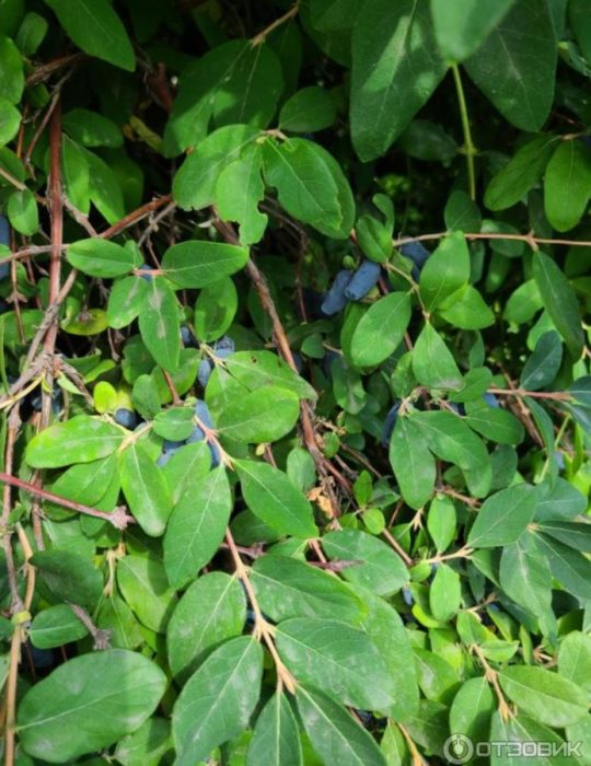 Клони с плодове