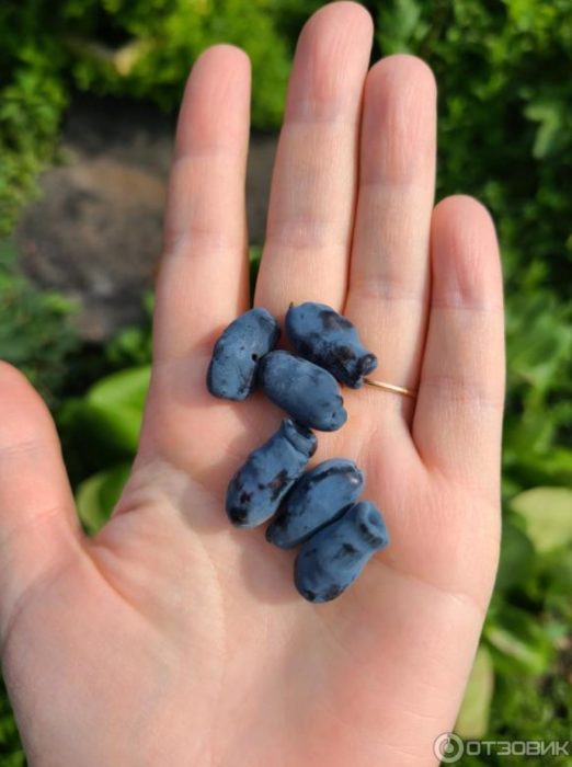 Плодове от орлови нокти на дланта