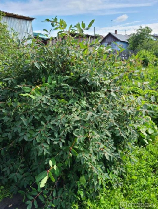 Храст от орлови нокти на вилата