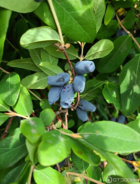 Орлови нокти на храст