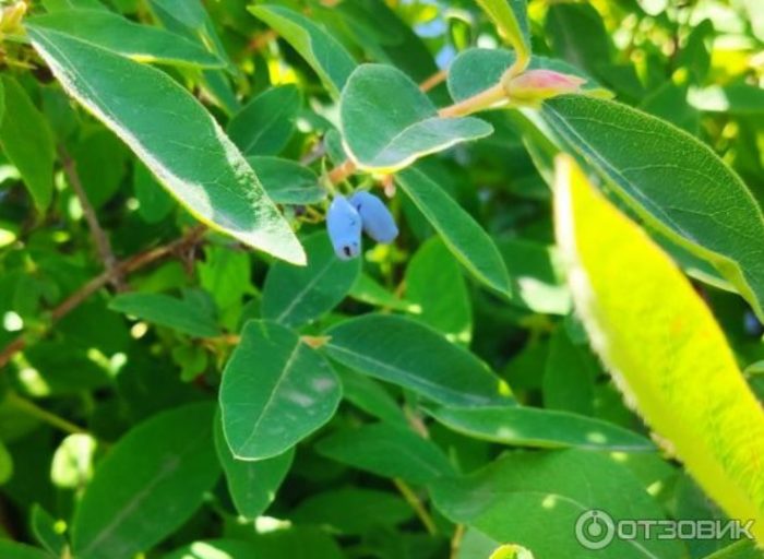 Плодове на храст