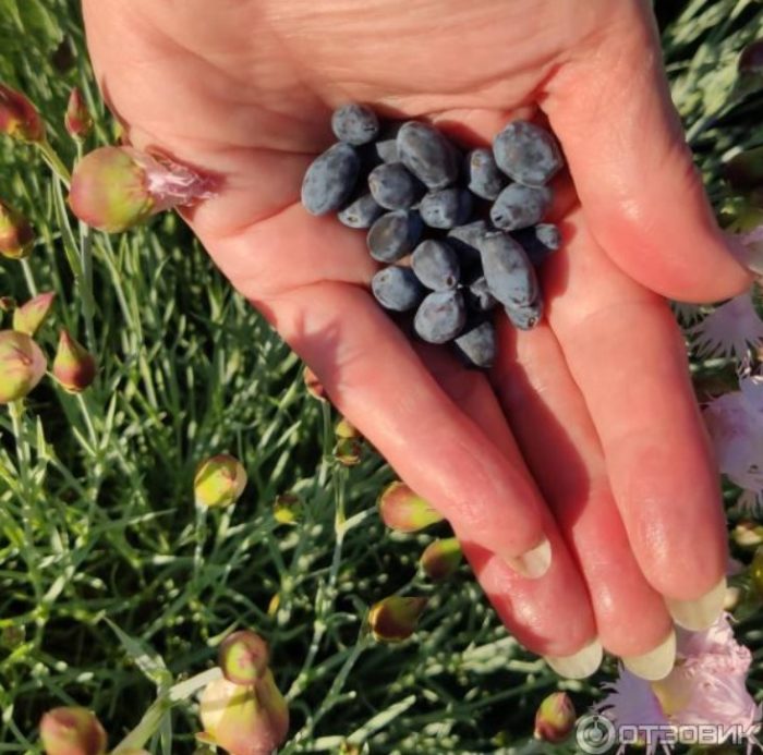 Зрели плодове