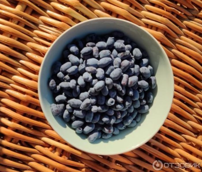 Зрял орлови нокти в купа