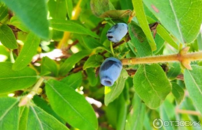 Ползи от орлови нокти