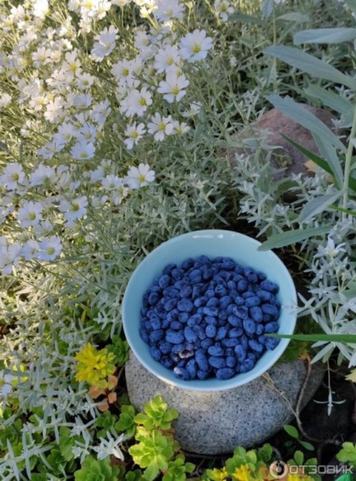 Кофа с горски плодове