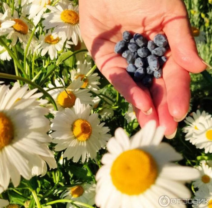 Набрани плодове от орлови нокти и лайка