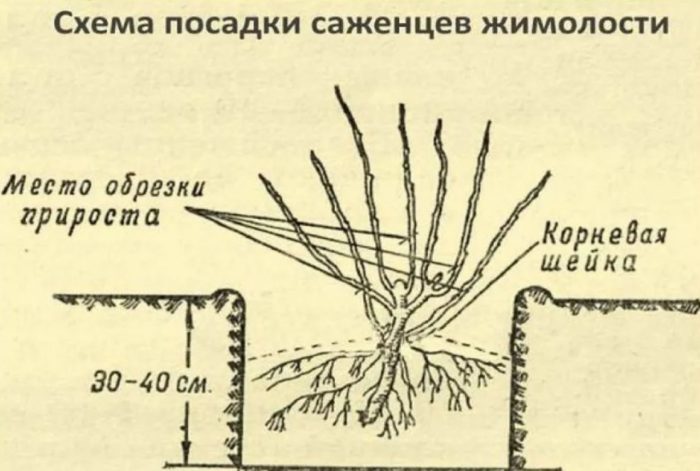 Схема за засаждане на орлови нокти