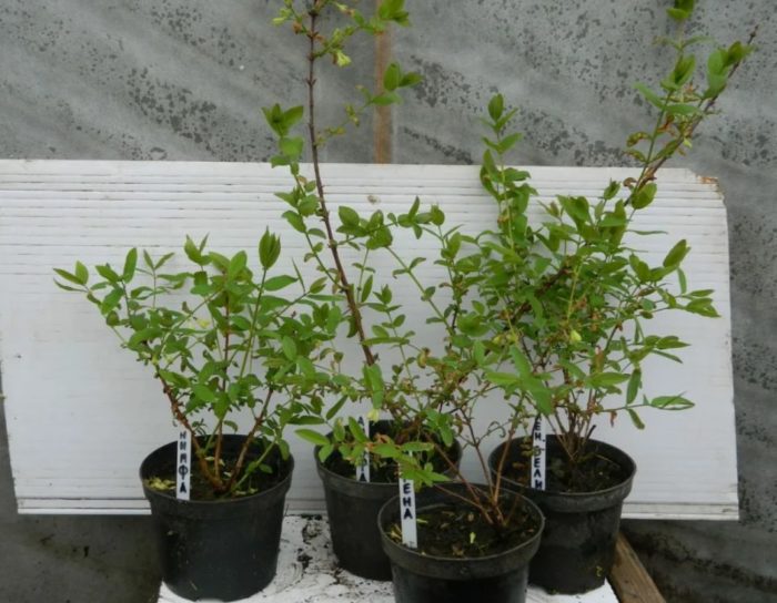 Разсад от орлови нокти