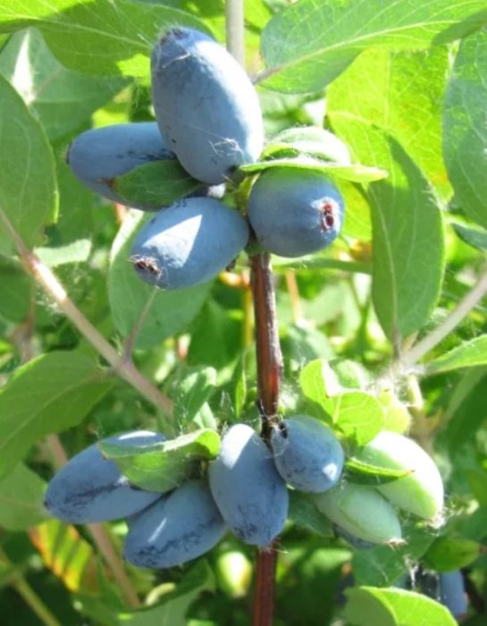 Орлови нокти Алтаир