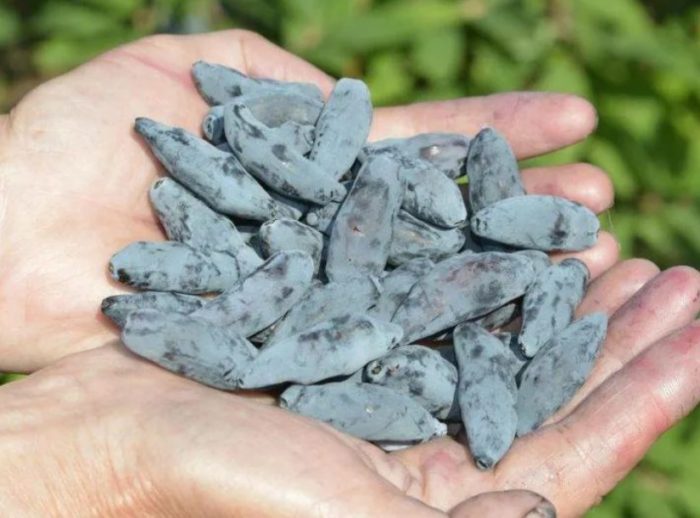 Гордостта на Бакчар