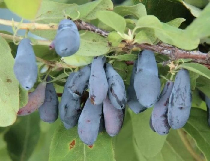 Орлови нокти Бакчарская Юбилей