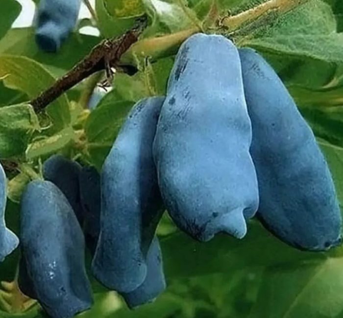 Бакчарски гигант