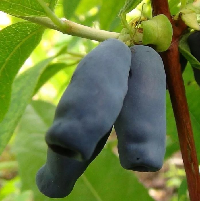 Орлови нокти с дълги плодове