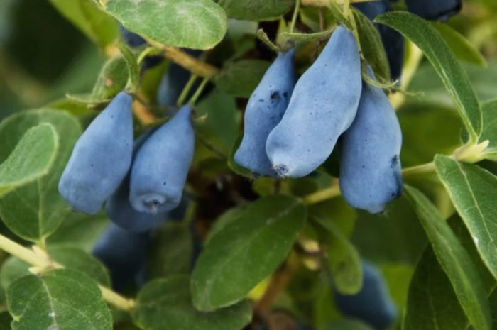 Орлови нокти Син вретено