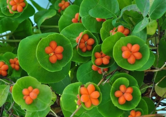 Видове орлови нокти Caprifolium