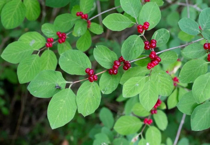 Див орлови нокти