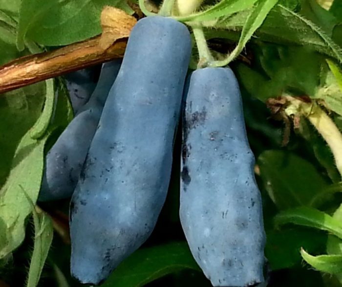 Орлови нокти Морена