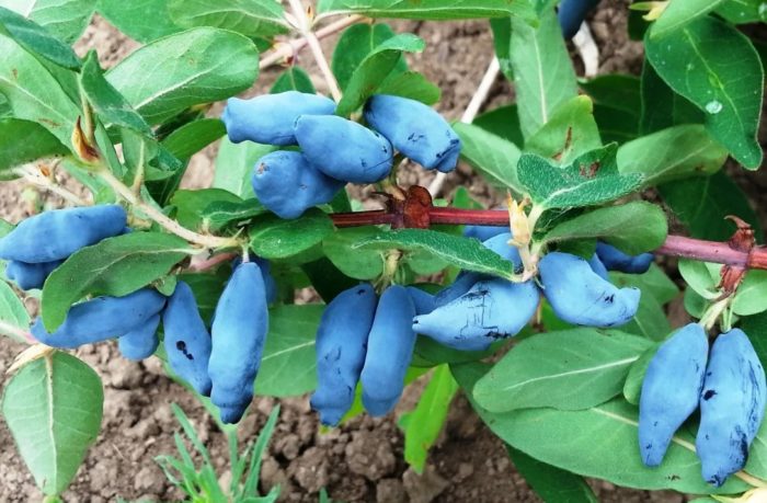 Орлови нокти Силгинка