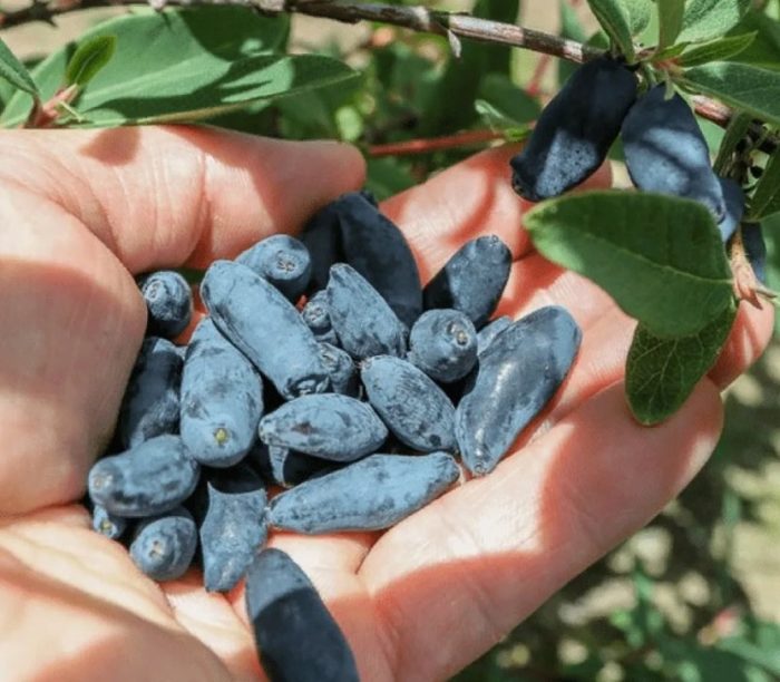 Орлови нокти Синя птица