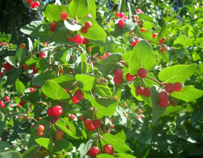 Видове орлови нокти Татарская