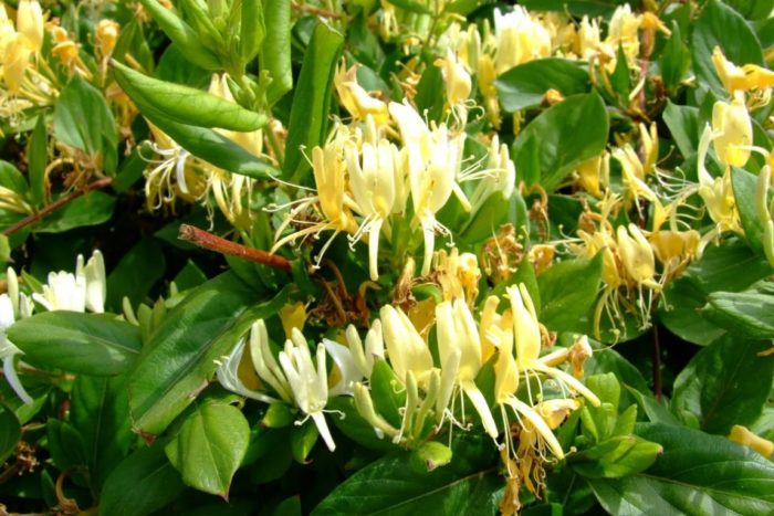 Японски орлови нокти