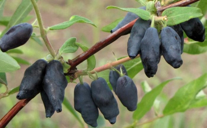 Орлови нокти сорт Пепеляшка