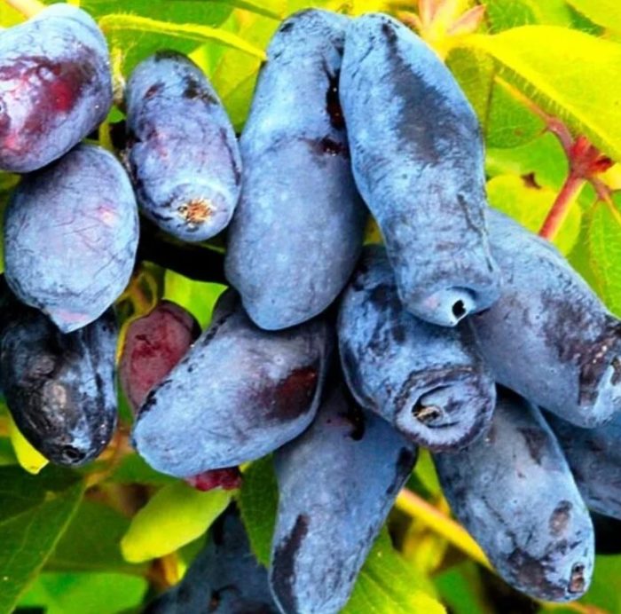 Ленинградският гигант