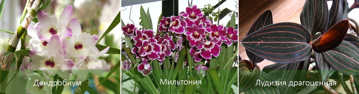 Основните сортове цветя Сортове цветя