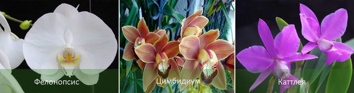 Основните видове орхидеи Видове орхидеи