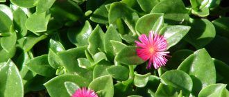 Снимка на Аптения