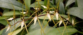 Снимка на орхидея Брасия