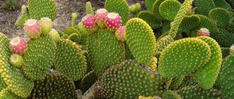 Снимка на бодлива круша