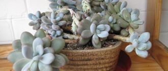 Снимка на пахифитум