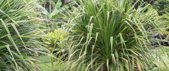 Снимка на панданус