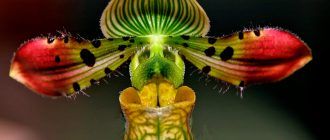 Снимка на Пафиопедилум